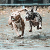 Moby Dog Ball