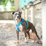 Canestaff® Individuelles Geschirr