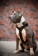 Canestaff® Individuelles Geschirr