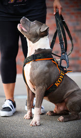 Canestaff® Individuelles Geschirr