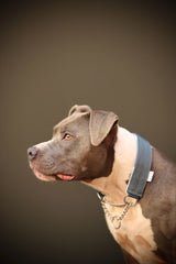 Canestaff® Individuelles Zugstop Halsband