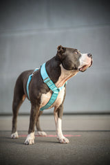 Canestaff® Individuelles Geschirr