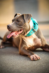 Canestaff® Individuelles Softshell Halsband