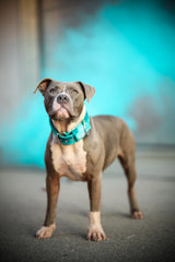 Canestaff® Individuelles Softshell Halsband