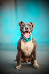 Canestaff® Individuelles Softshell Halsband