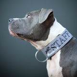 Canestaff® Individuelles Halsband