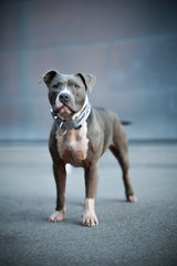 Canestaff® Individuelles Halsband