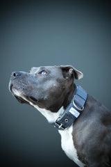 Canestaff® Individuelles Halsband