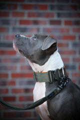 Canestaff® Individuelles Halsband