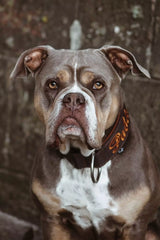 Canestaff® Individuelles Halsband