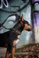 Canestaff® Individuelles Halsband