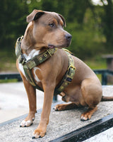 Canestaff® Individuelles Geschirr