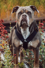 Canestaff® Individuelles Geschirr