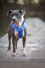 Canestaff® Individuelles Geschirr