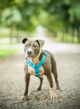 Canestaff® Individuelles Geschirr