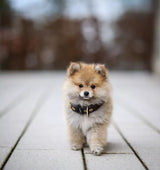 Canestaff® Individuelles Mini Halsband + Leine