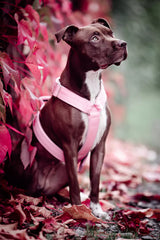 Canestaff® Individuelles Geschirr