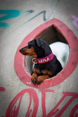 Canestaff® Individuelles Mini Halsband + Leine