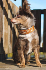 Canestaff® Individuelles Mini Halsband + Leine