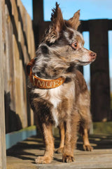 Canestaff® Individuelles Mini Halsband + Leine