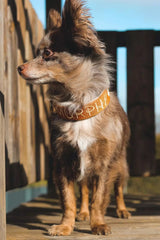 Canestaff® Individuelles Mini Halsband + Leine