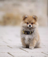 Canestaff® Individuelles Mini Halsband + Leine