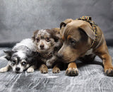 Canestaff® Individuelles Mini Halsband + Leine