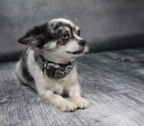 Canestaff® Individuelles Mini Halsband + Leine