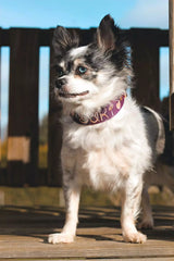 Canestaff® Individuelles Mini Halsband + Leine