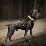 Canestaff® Individuelles Geschirr