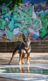 Canestaff® Individuelles Geschirr