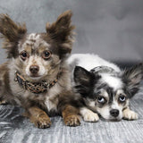 Canestaff® Individuelles Mini Halsband + Leine