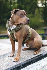 Canestaff® Individuelles Geschirr