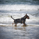 Canestaff® Individuelles Geschirr