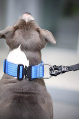 Canestaff® Individuelles Halsband