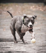 Moby Dog Ball
