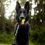 Moby Dog Ball