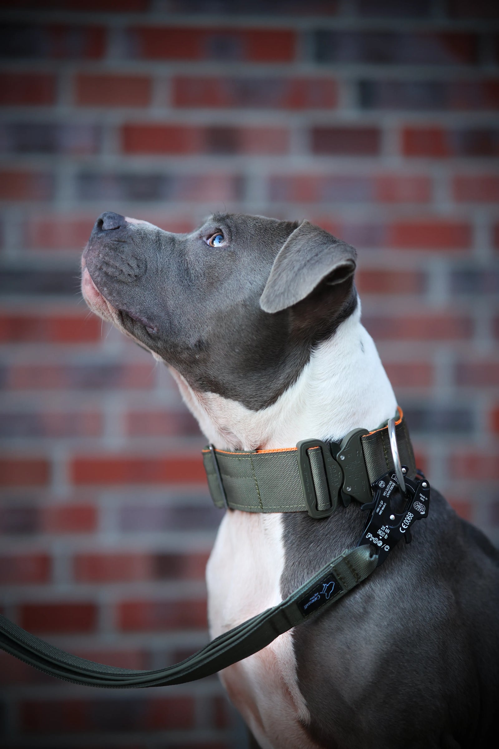 hunde halsbänder Canestaff® Individuelles Halsband