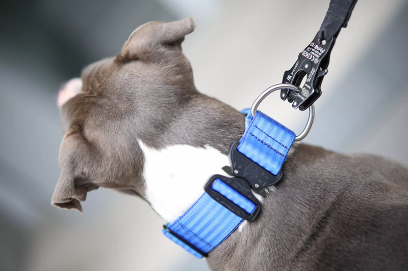 Hundeleine mit Stoßdämpfer und Adapter für Sicherheitsgurt 1,75m - HeyWuffi
